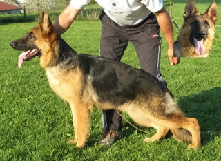 merlin
